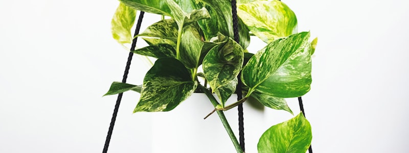 足球比赛数据统计图表与分析图